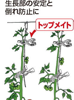 生長部の安定と倒れ防止に