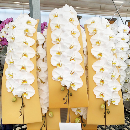 花の向きを見栄え良く効率的に調整する 美蝶整シートイメージ