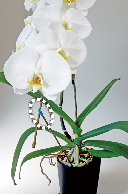 ステム誘引支柱の角度を保持し、生産性UP！！ カニのてイメージ