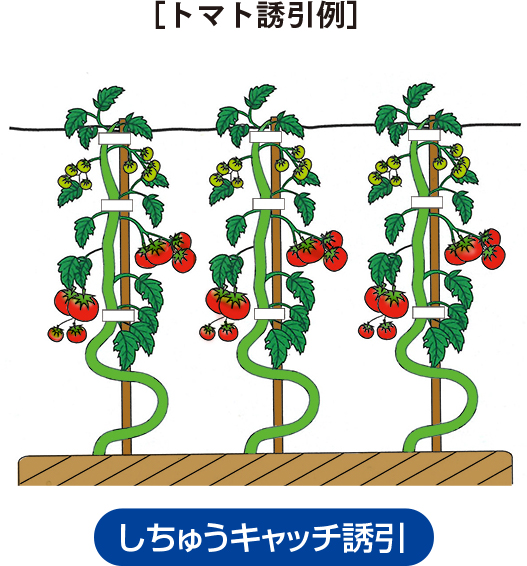 しちゅうキャッチ　トマト誘引例