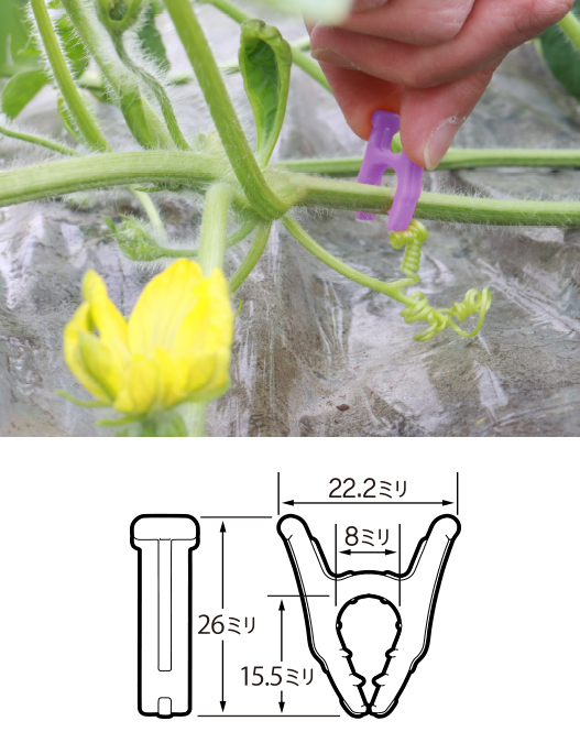 スイカやメロンなどの交配後の目印にしるしＡ（エース）イメージ