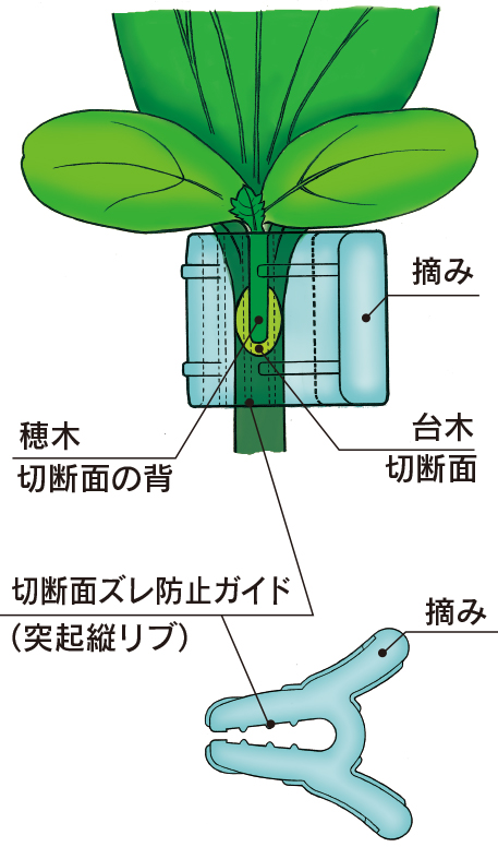 クリアピンチM・L（ウリ科）断面イラスト