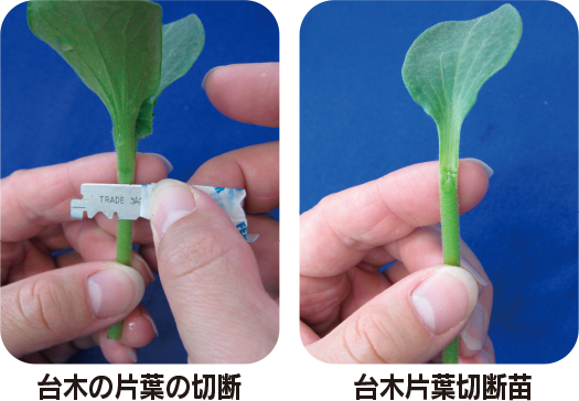 クリアピンチM（ウリ科） 台木の片葉切断例