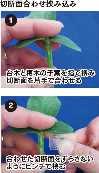 クリアピンチM（ウリ科） 切断面合わせ挟み込み