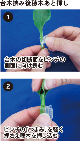 クリアピンチM（ウリ科） 台木挟み後穂木あと挿し