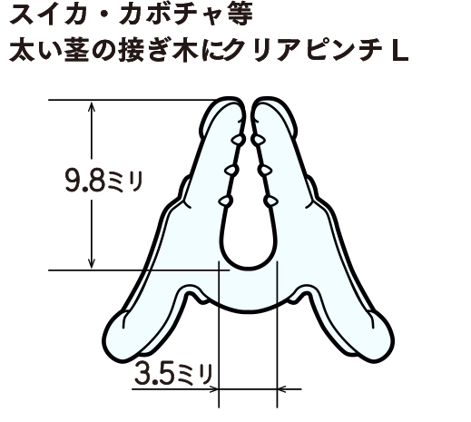 クリアピンチL（ウリ科）断面イラスト