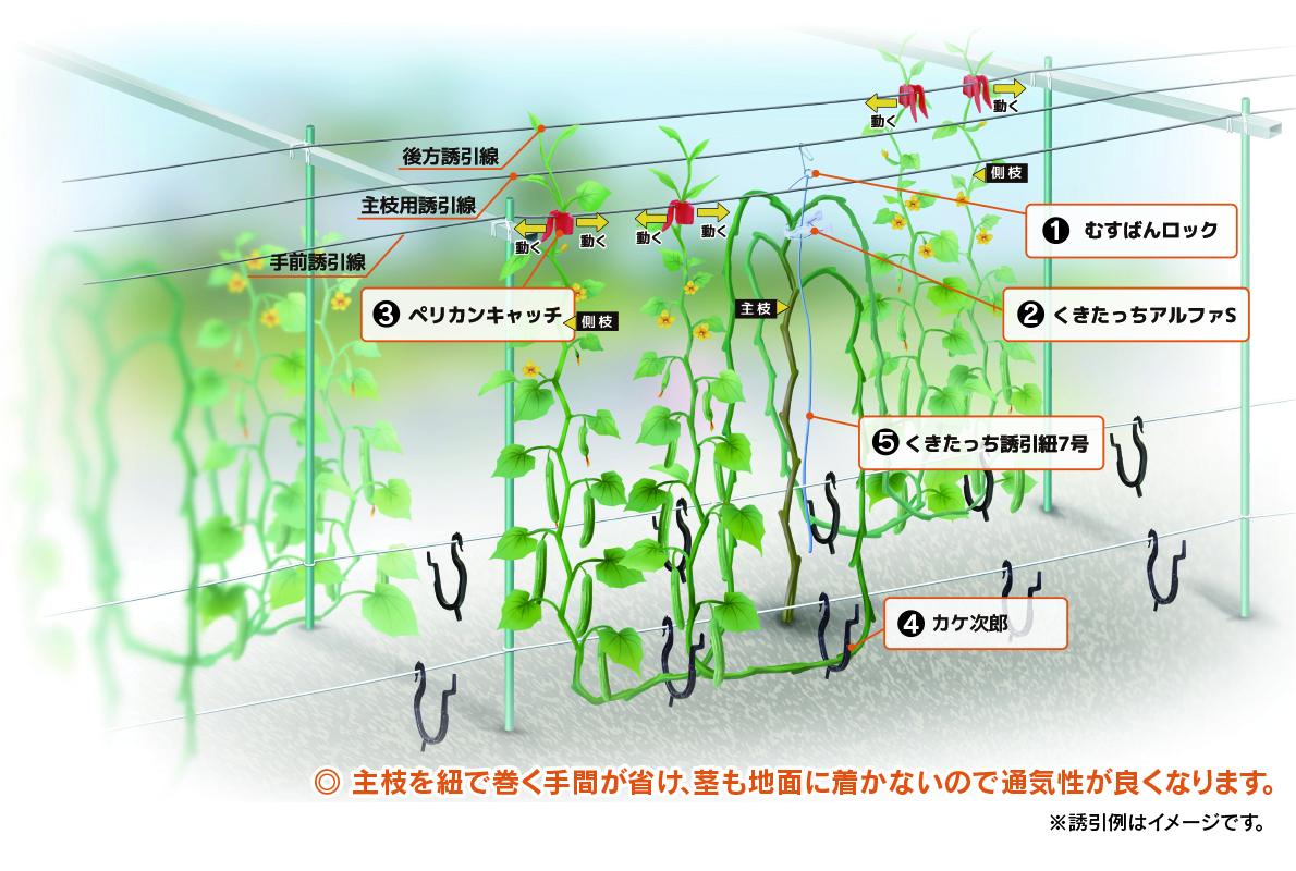 農業資材・誘引クリップの有限会社シーム　誘引例紹介きゅうり