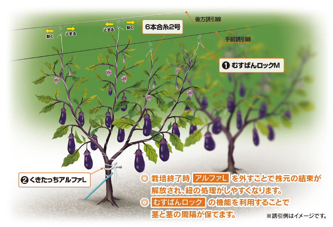 農業資材・誘引クリップの有限会社シーム　誘引例紹介ナス_1