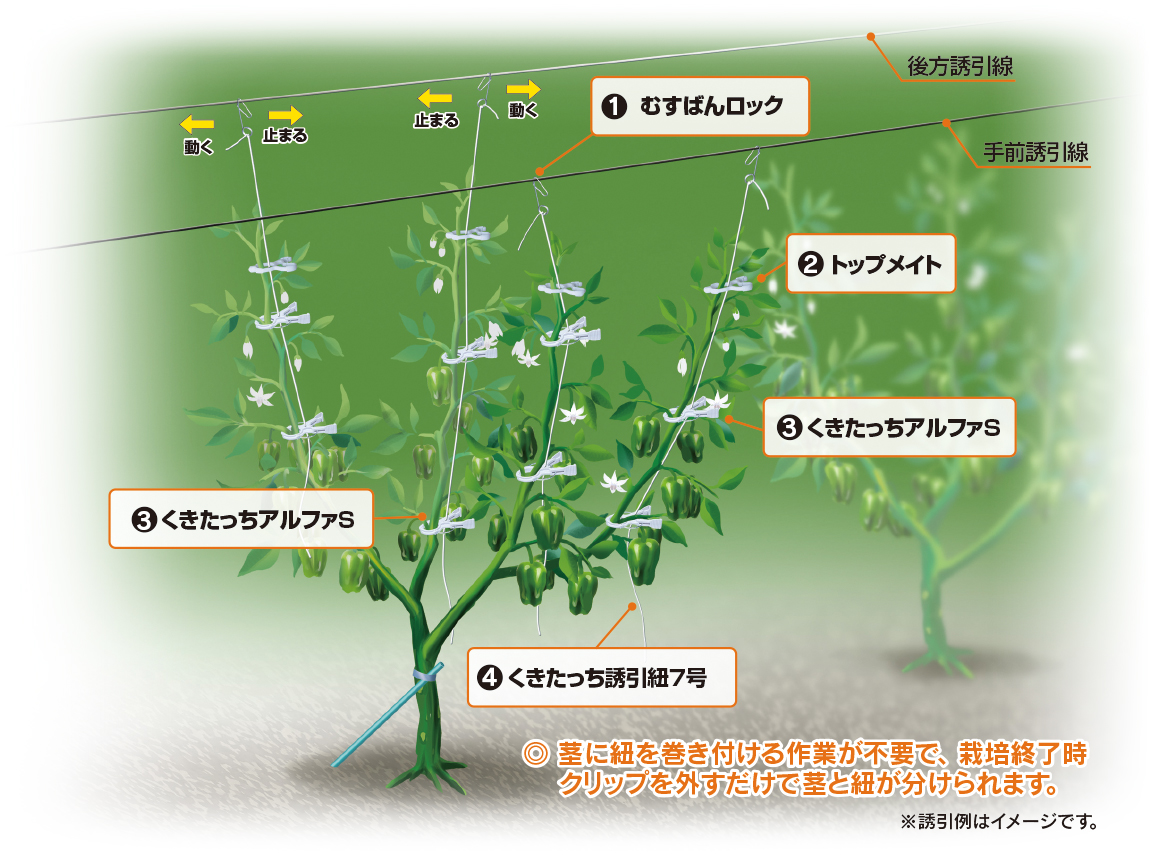 農業資材・誘引クリップの有限会社シーム　誘引例紹介ピーマン