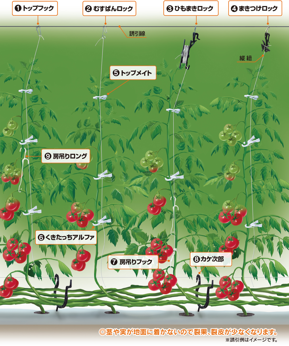 農業資材・誘引クリップの有限会社シーム　誘引例紹介トマト（紐誘引）