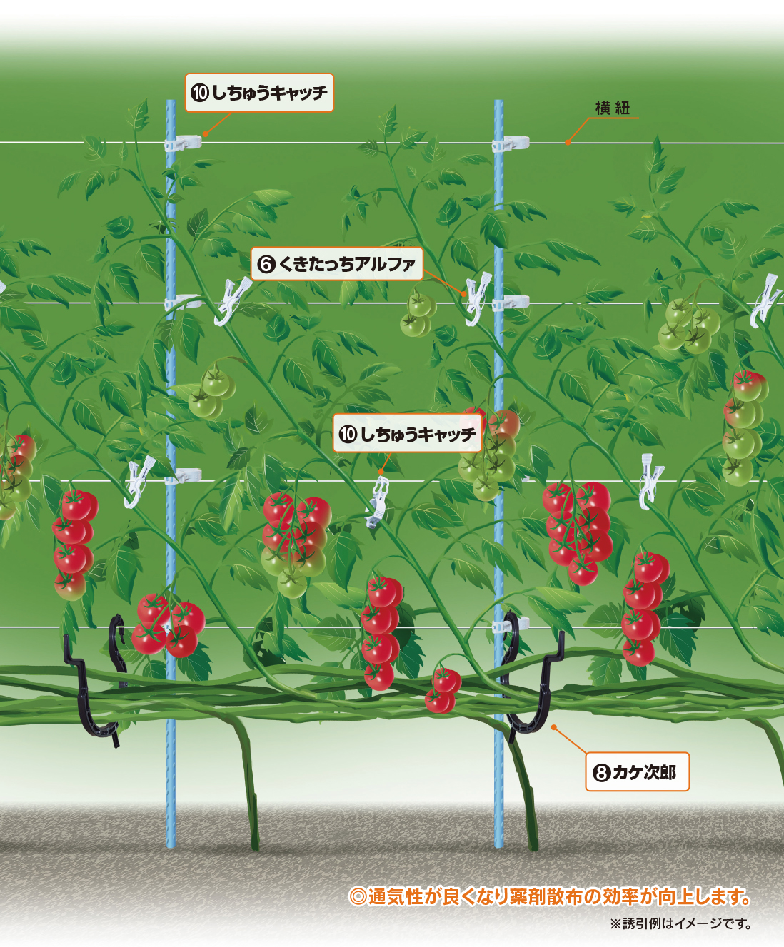 農業資材・誘引クリップの有限会社シーム　誘引例紹介トマト（横紐斜め誘引）